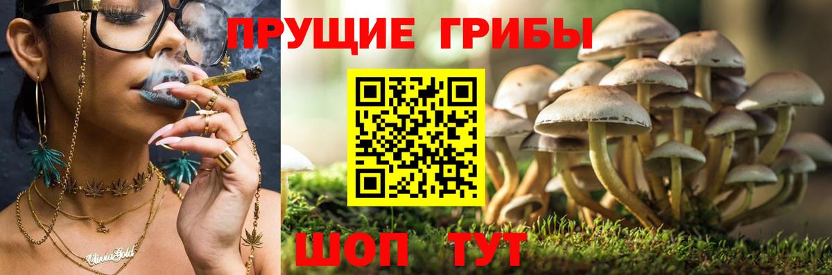 Галлюциногенные грибы MAGIC MUSHROOMS  Лабинск  Галлюциногенные грибы GOLDEN TEACHER 
